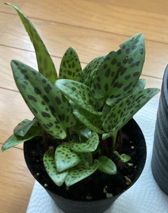 初心者の観葉植物ブログ